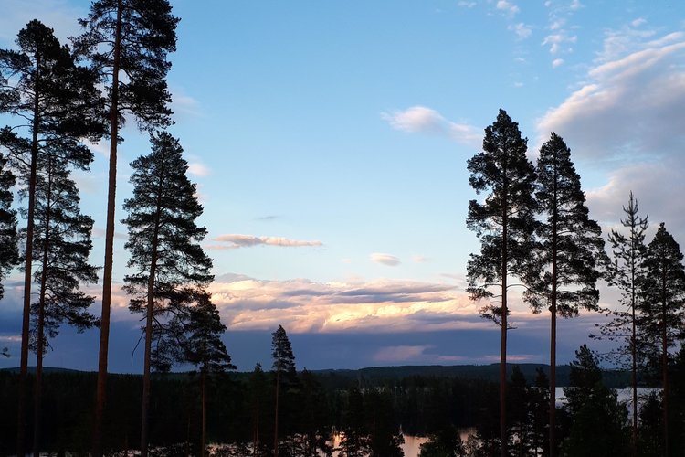 Maisema, jossa männyt kohoavat taivasta vasten